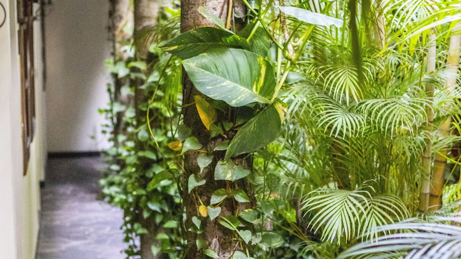 Árbol de Fuego Eco-hotel, a green experience in the city