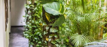 Árbol de Fuego Eco-hotel, a green experience in the city