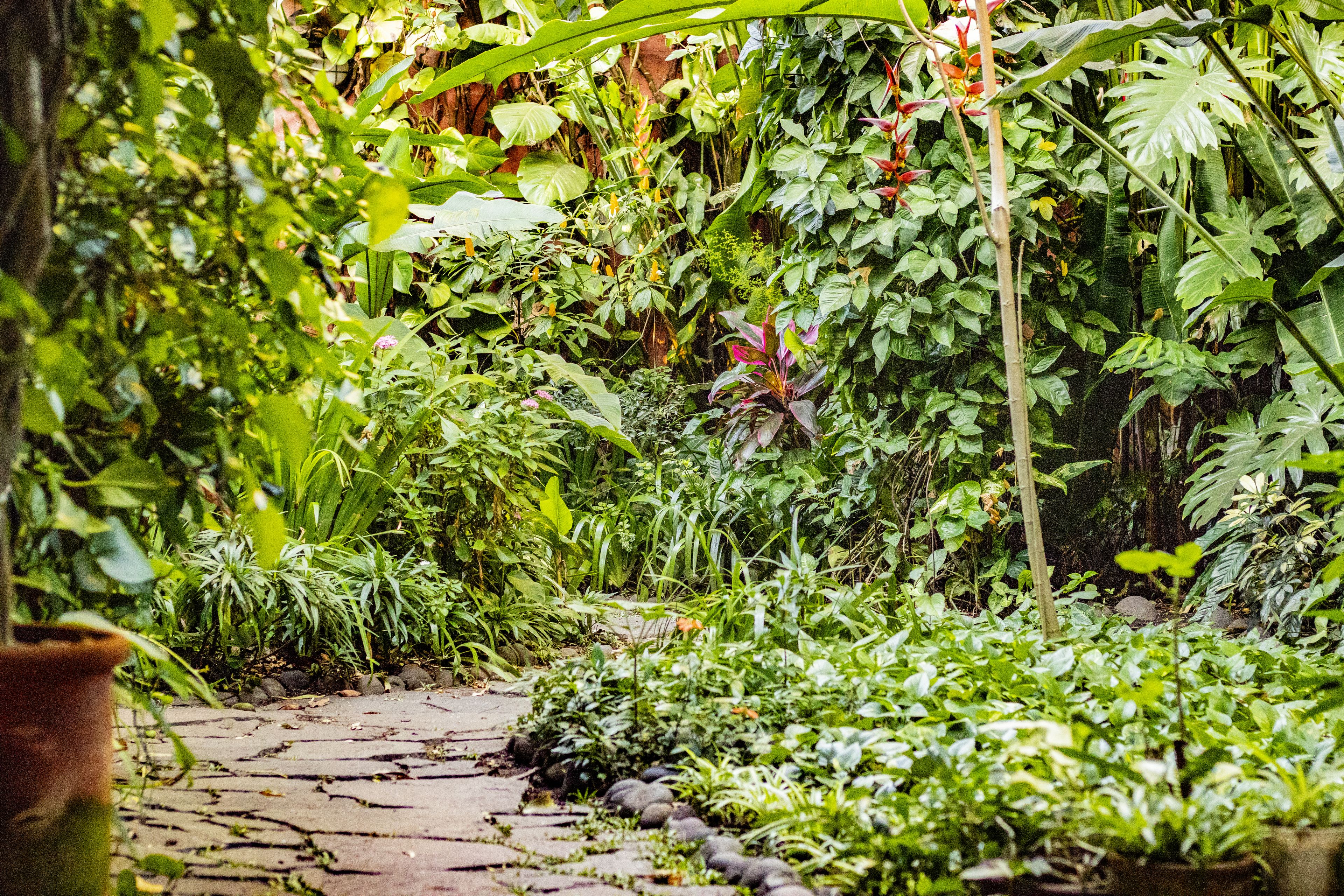 Photo - Arbol de Fuego Eco-hotel