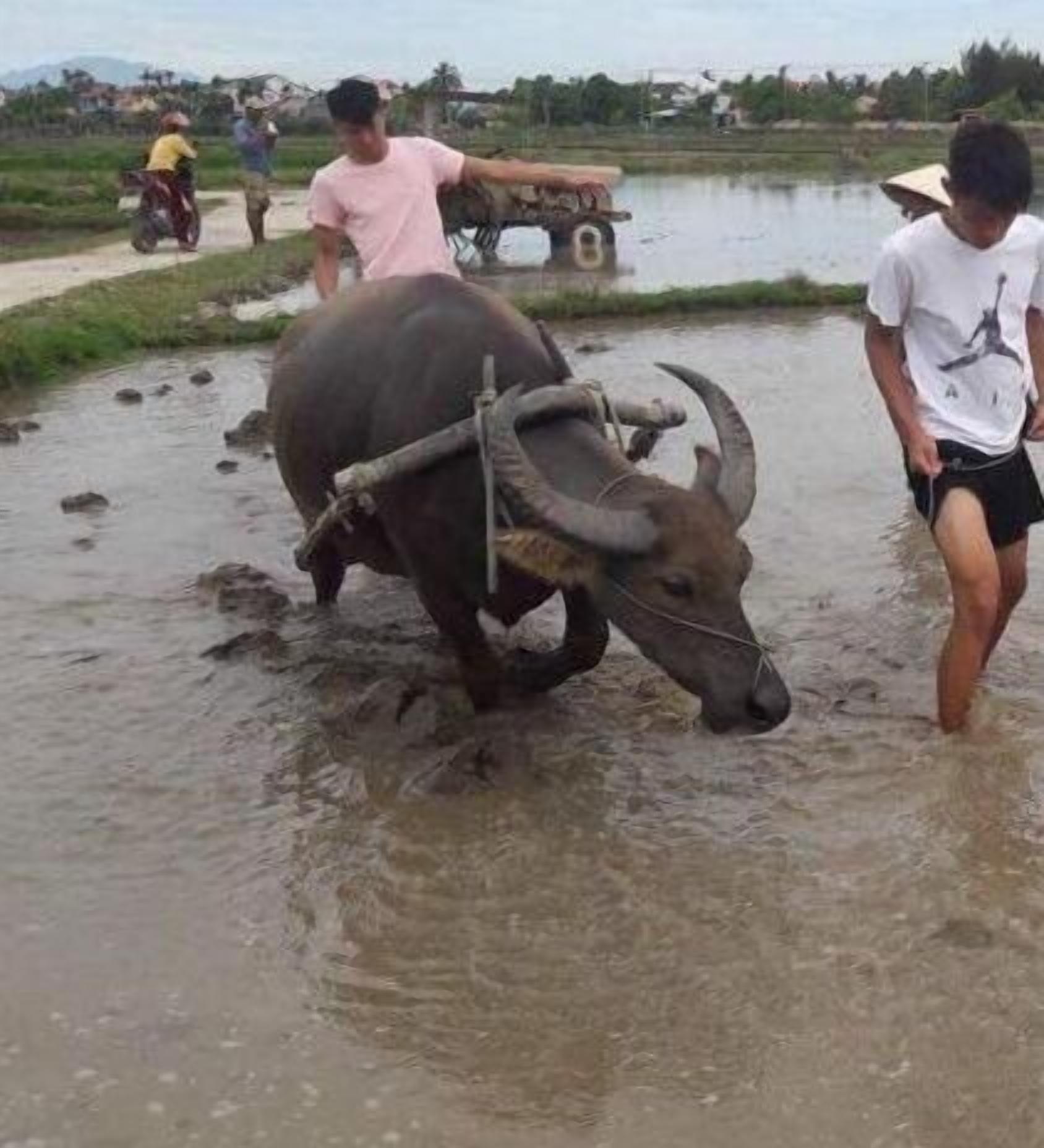 A bull with a cart in a muddy area, with people in the background.