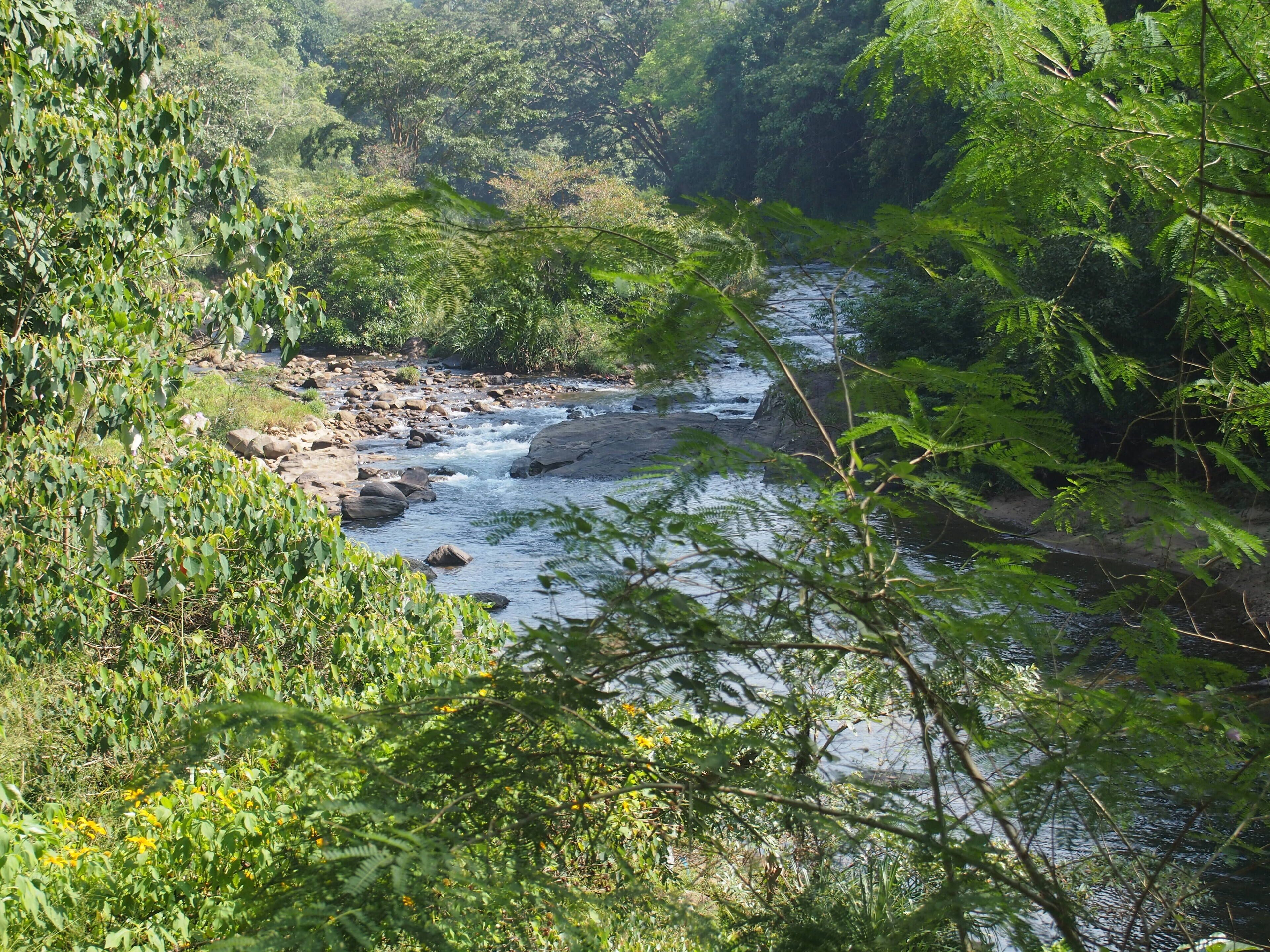 Un río serpenteando por un área boscosa con vegetación densa y rocas.
