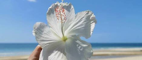 A hand holding a white flower with a beach and ocean in the background.