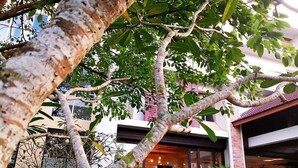 Une cour bordée d’arbres, avec un bâtiment doté d’une entrée en verre et d’une statue.