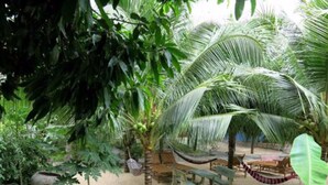 A garden with palm trees, a hammock, and outdoor furniture.
