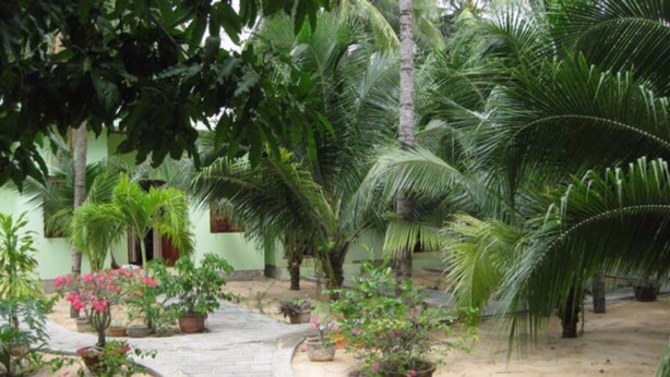 A pathway leading through a garden with various potted plants and palm trees.