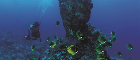Eine Unterwasseransicht mit einem Taucher und einer Korallenformation, umgeben von gelb-schwarzen Fischen.