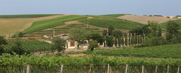 A vineyard with rows of grapevines, a small building, and a hilly landscape. - Agriturismo A. Bonacchi (Montalcino)