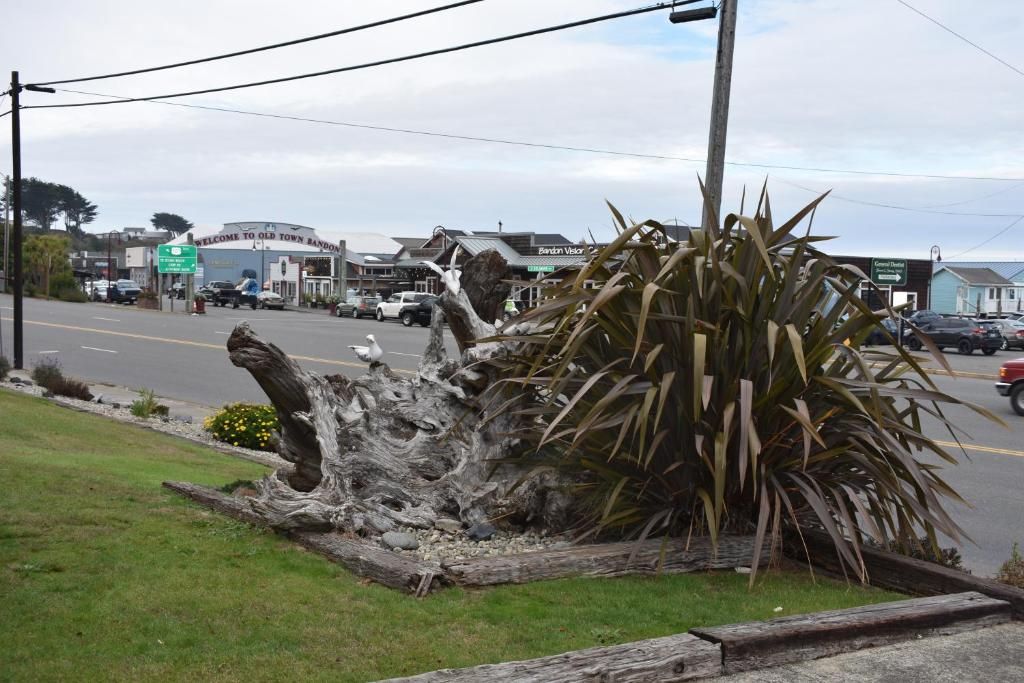 Une route où un grand arbre est tombé sur la bande centrale. On y voit des bâtiments et un panneau indiquant : « Bienvenue à Old Town Bandon ».