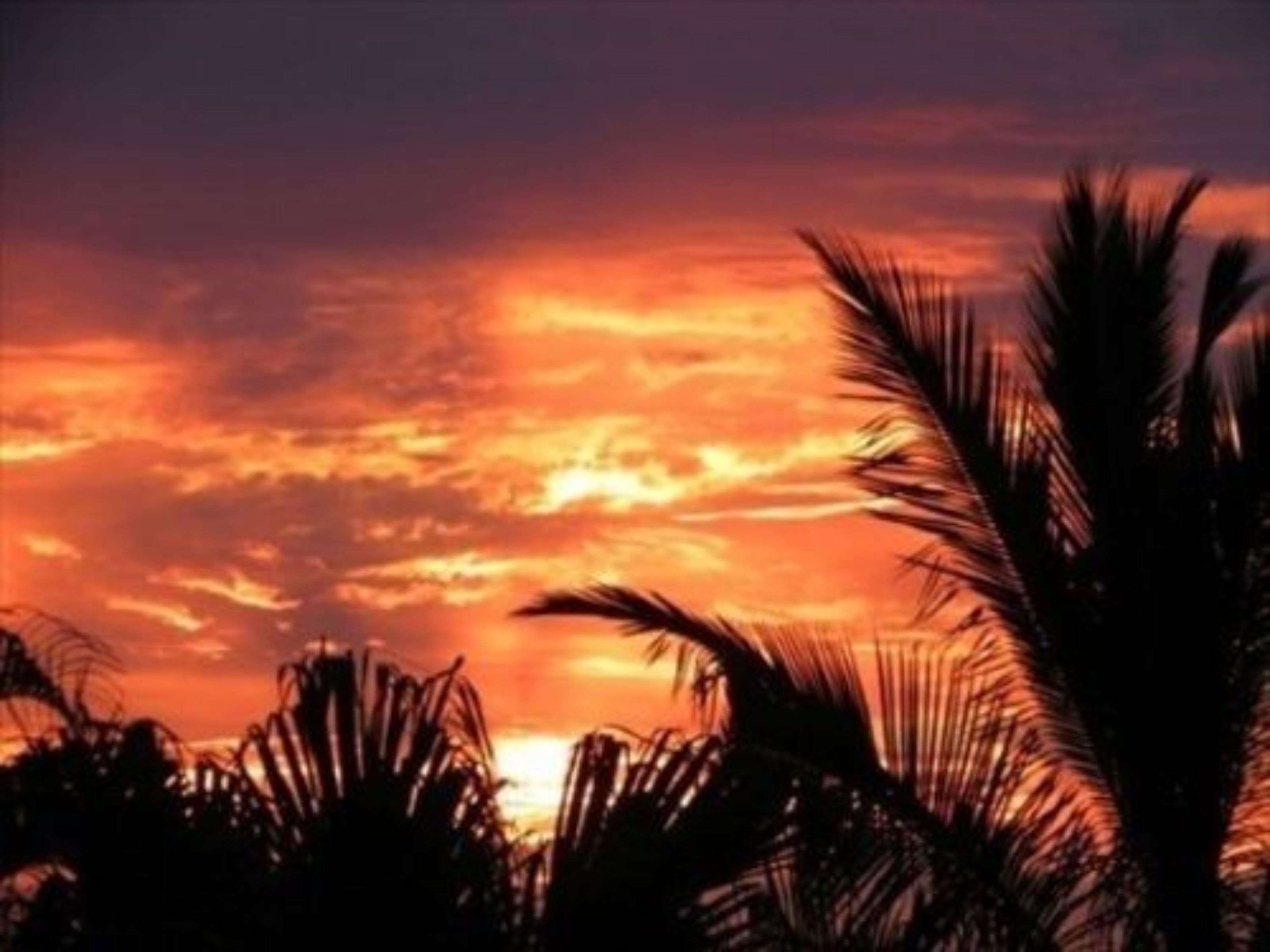Ein Sonnenuntergang mit Palmen im Vordergrund vor einem leuchtenden Himmel.