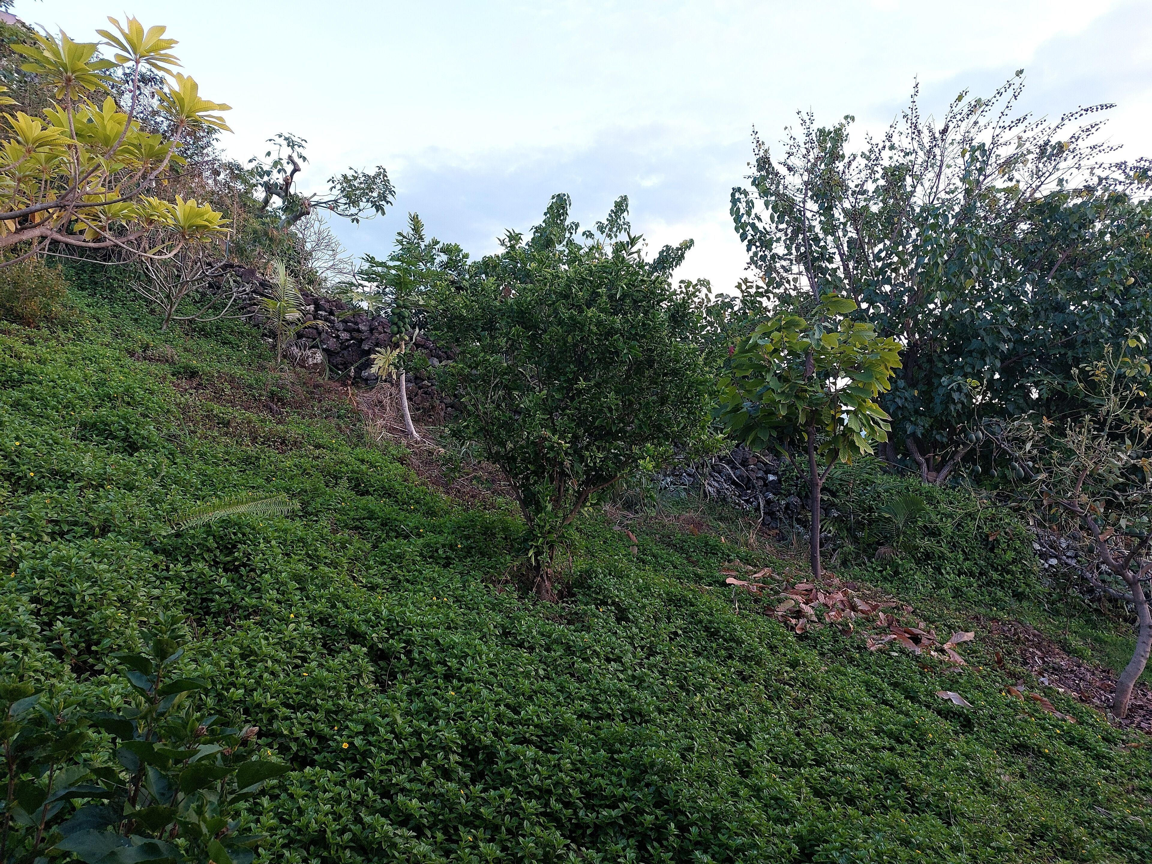 A lush garden with various types of vegetation and trees.