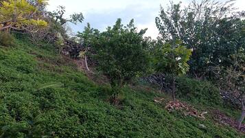 A lush garden with various types of vegetation and trees.