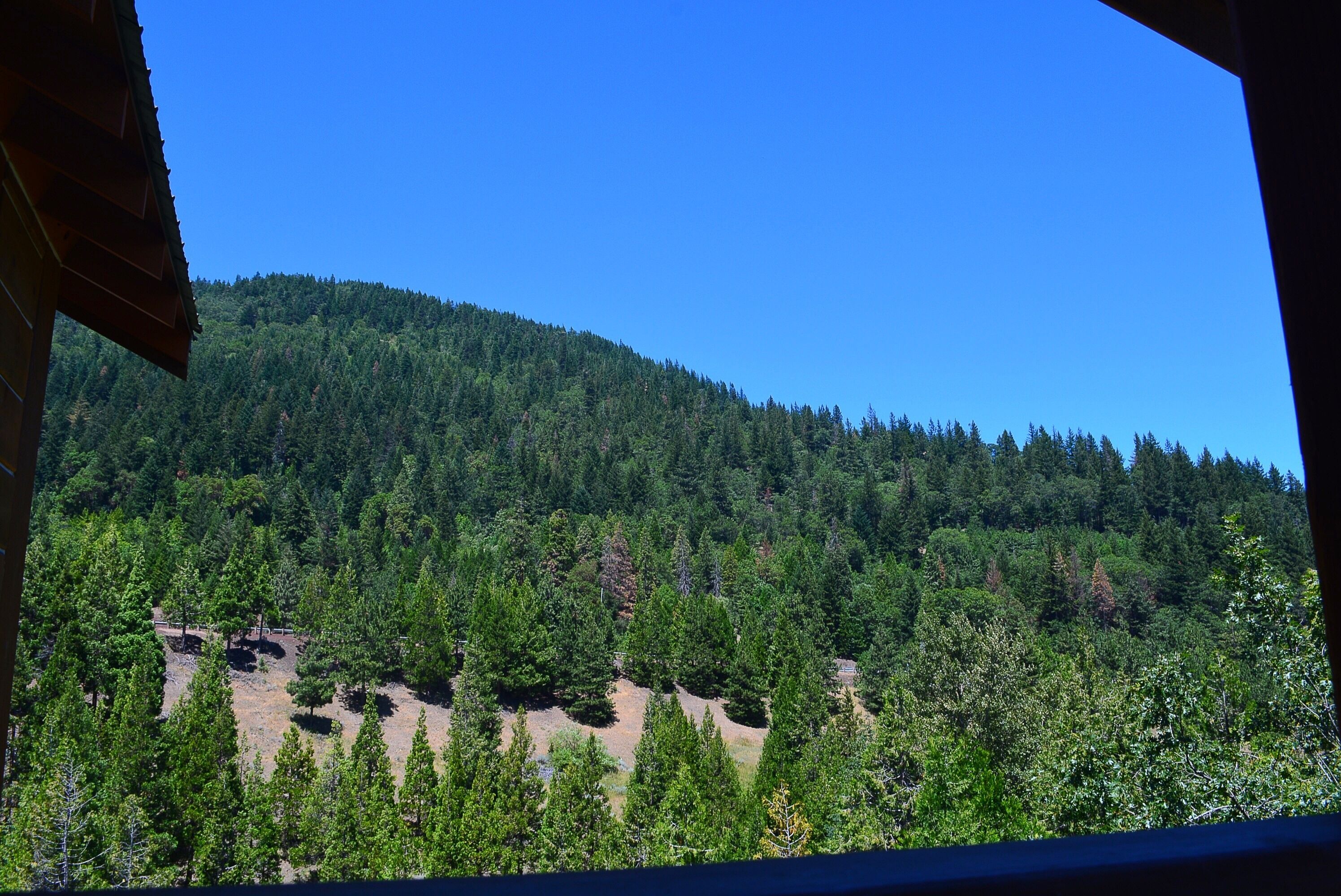 Waldgebirgslage, Blick vom Fenster aus.