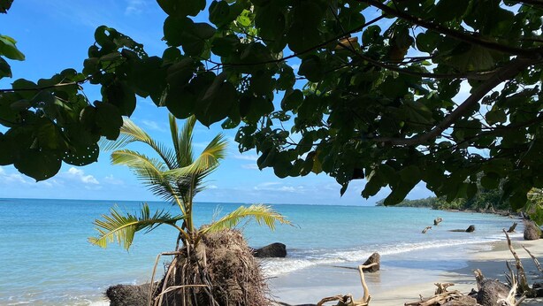 Una playa con una palmera, agua azul cristalina y madera a la deriva en la arena.