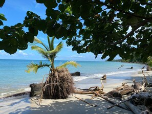 A beach with a palm tree, clear blue water, and driftwood on the sand. - El Colibri Rojo Hotel Cabinas (Cahuita)