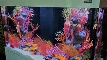 Acuario con diversos corales y plantas acuáticas.