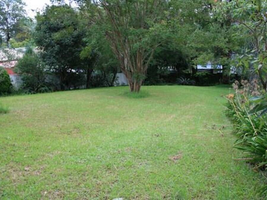 A grassy yard with a large tree in the center, surrounded by various plants and trees.
