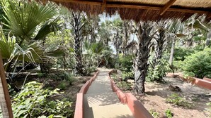Un sendero bordeado por diversas plantas y árboles tropicales, que atraviesa un jardín con techo de paja.