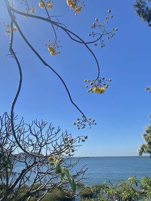 Blick auf die Küste bei klarem Himmel, ein Baum mit gelben Blüten und ruhigem Meer.