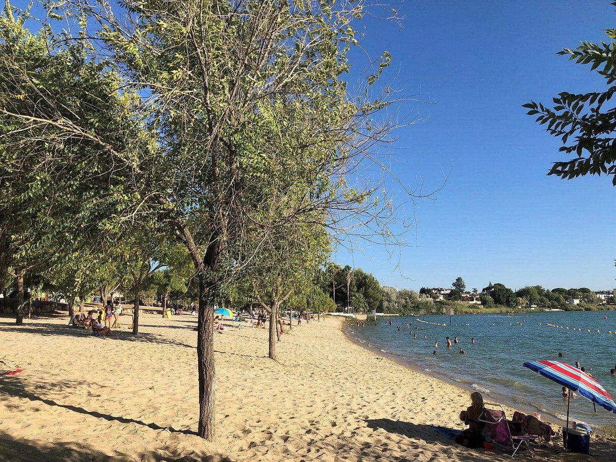 A beach with trees, a sandy shore, and people swimming in the water.