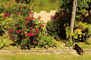 Exterior - Gipsy Ranch Rooms - Hostel (Cabarete)