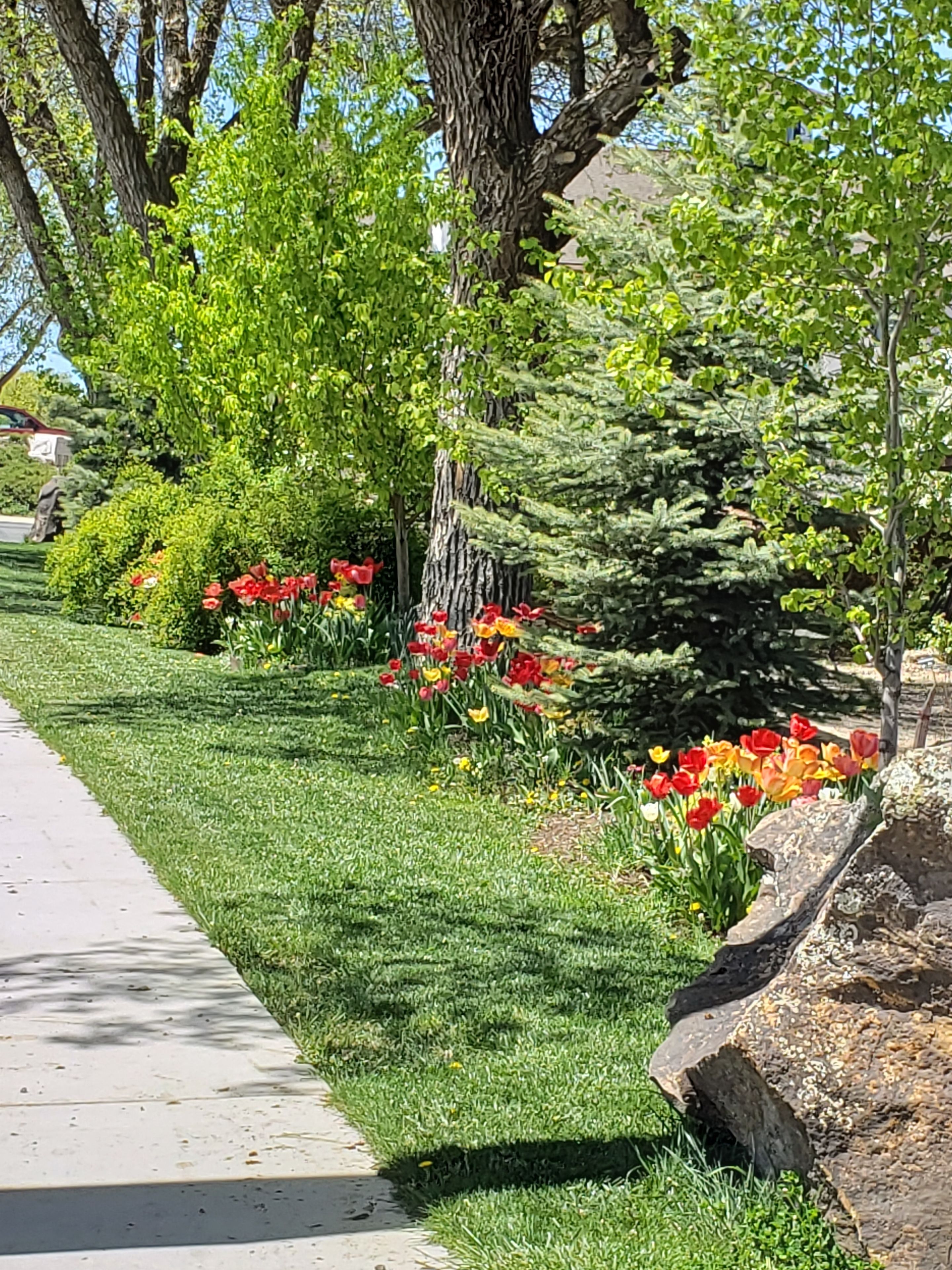 A well-maintained garden with a variety of flowers and trees, a paved walkway, and a stone wall.