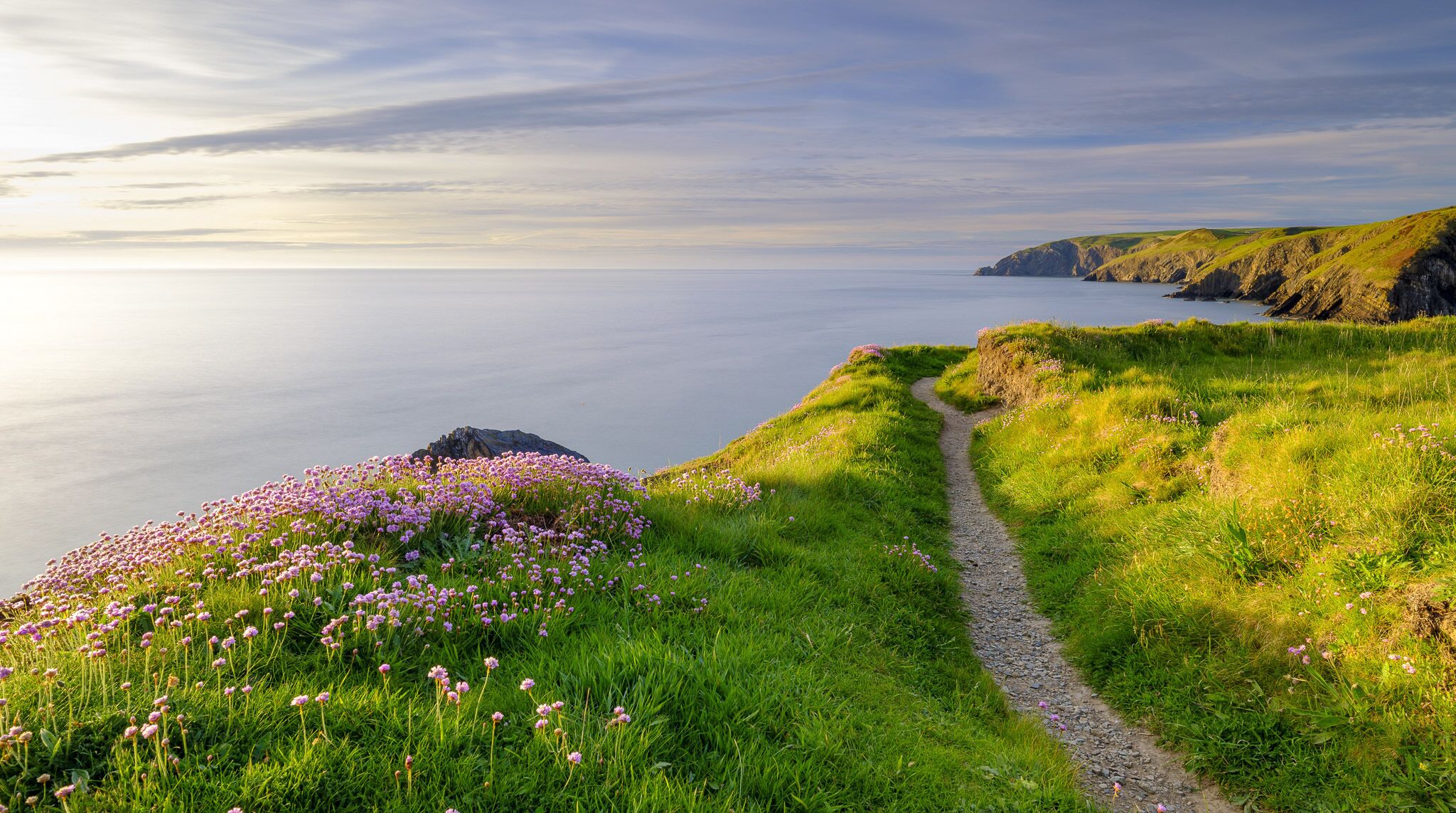Un sentier côtier bordé d’une zone herbeuse et de fleurs violettes, qui mène à une côte rocheuse.