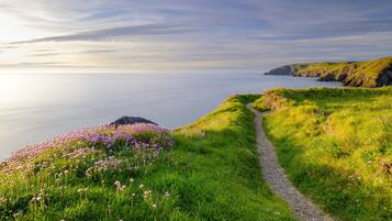 Un sentier côtier bordé d’une zone herbeuse et de fleurs violettes, qui mène à une côte rocheuse.