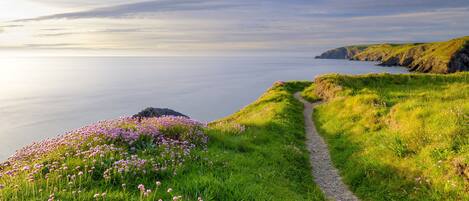A coastal path with a grassy area and purple flowers, leading to a rocky coastline.
