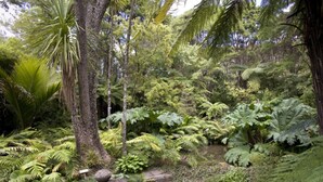 Un sendero exuberante en un bosque con helechos y palmeras.
