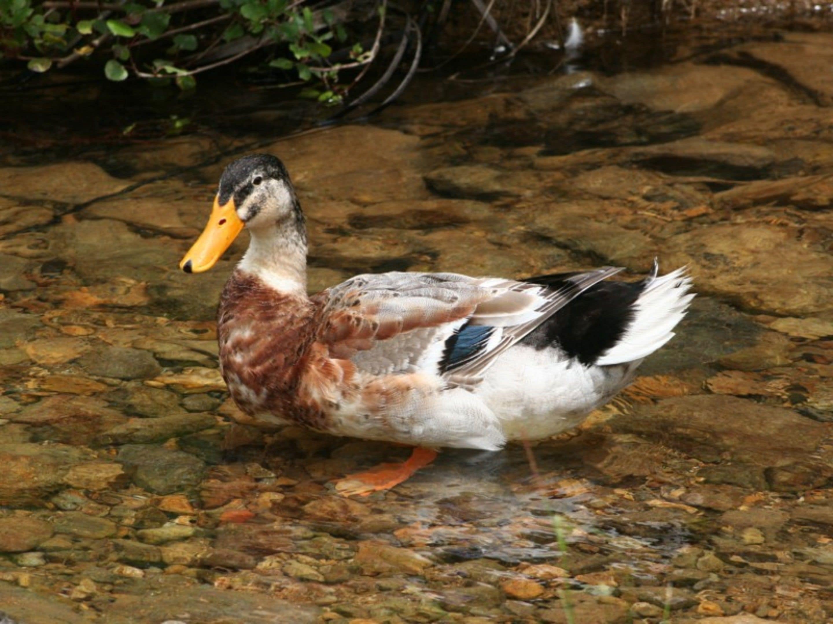 A duck walking in a stream with clear water and rocks.