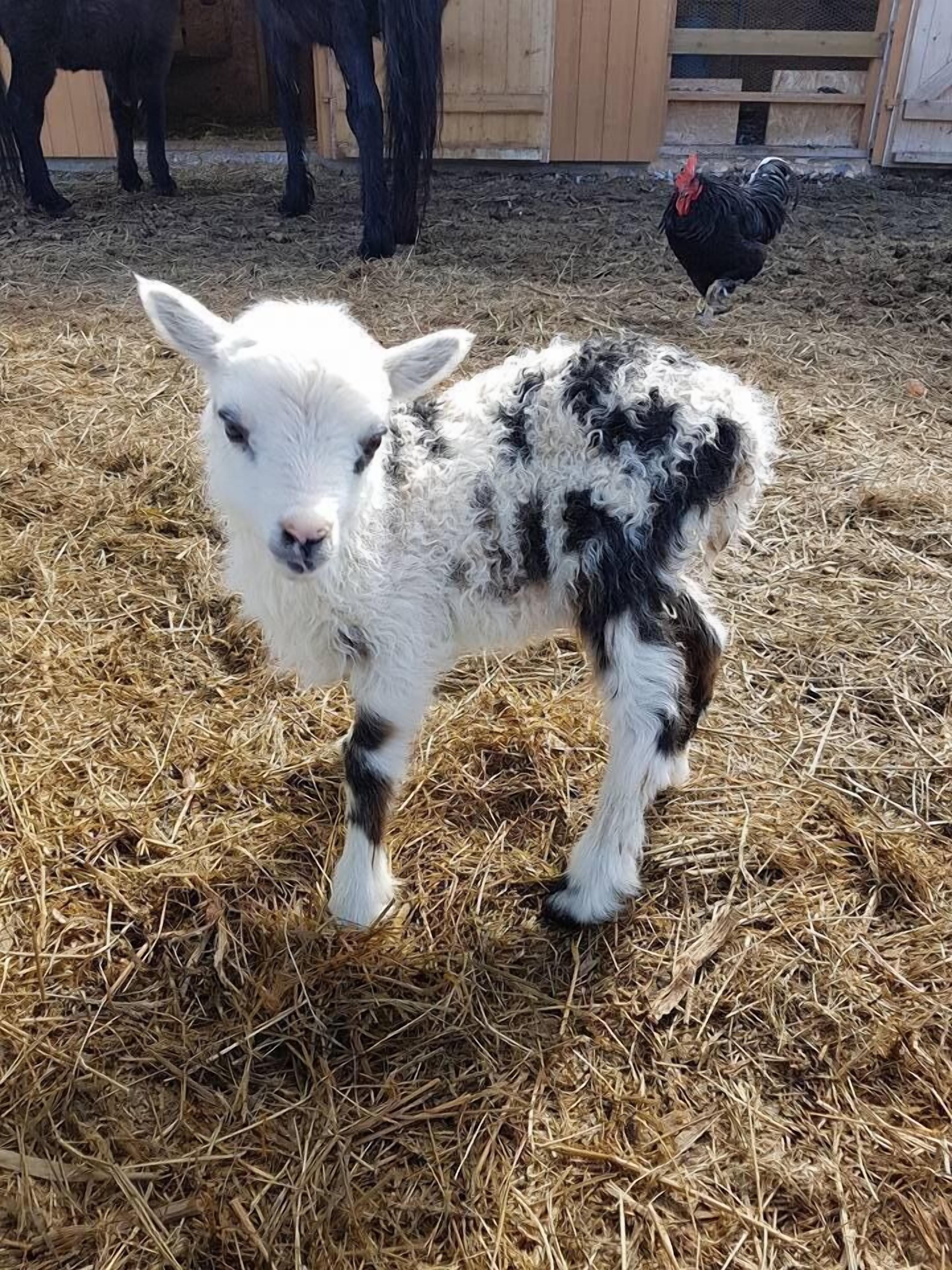 A lamb standing on straw in a barn with wooden walls and a chicken in the background.