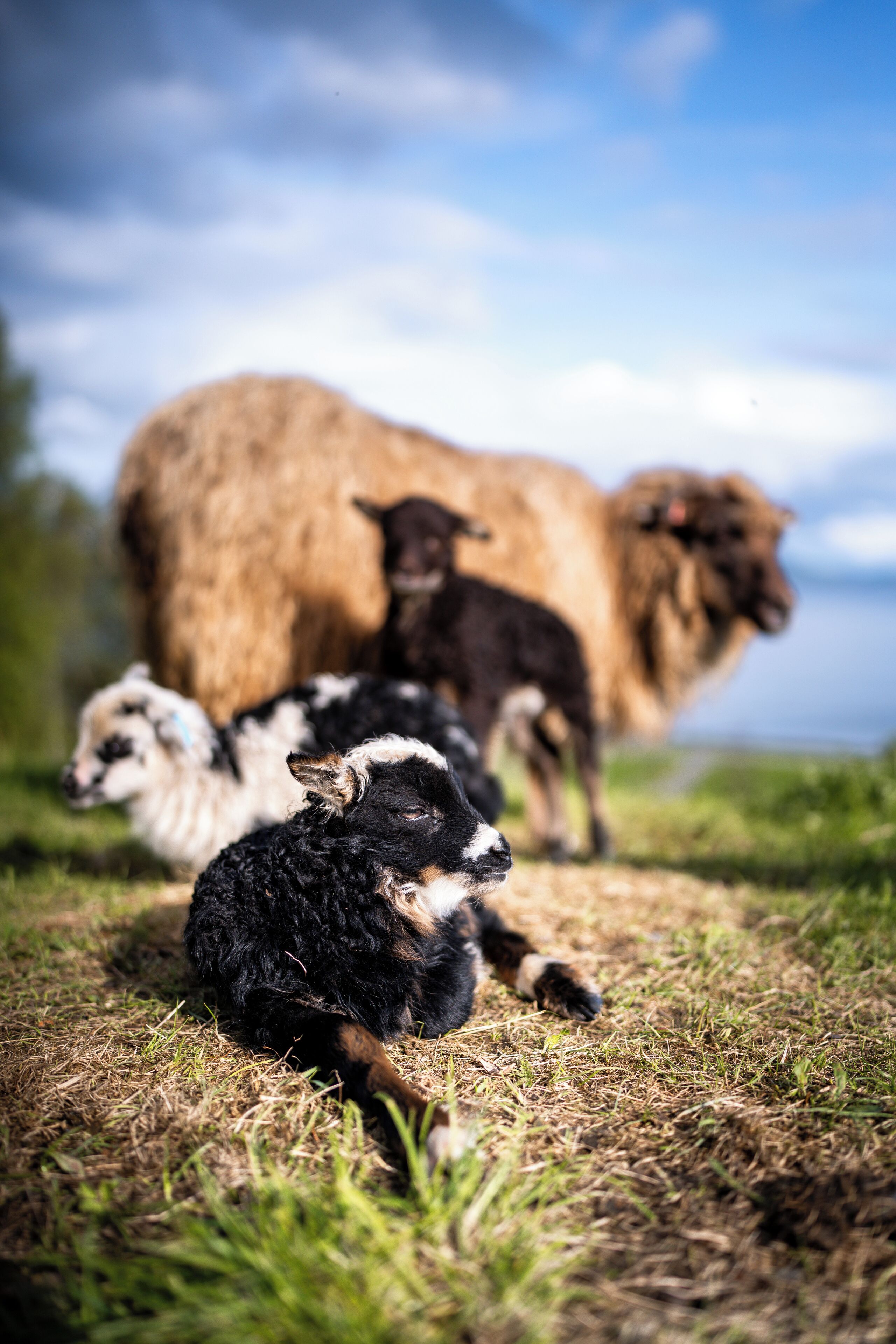 Un grupo de animales, entre ellos un cordero y una vaca, en un campo cubierto de hierba.