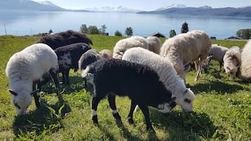 Utsikt fra overnattingsstedet