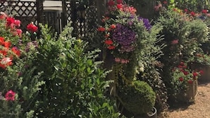 A garden with various plants and flowers. - The Inn West End (Woking)
