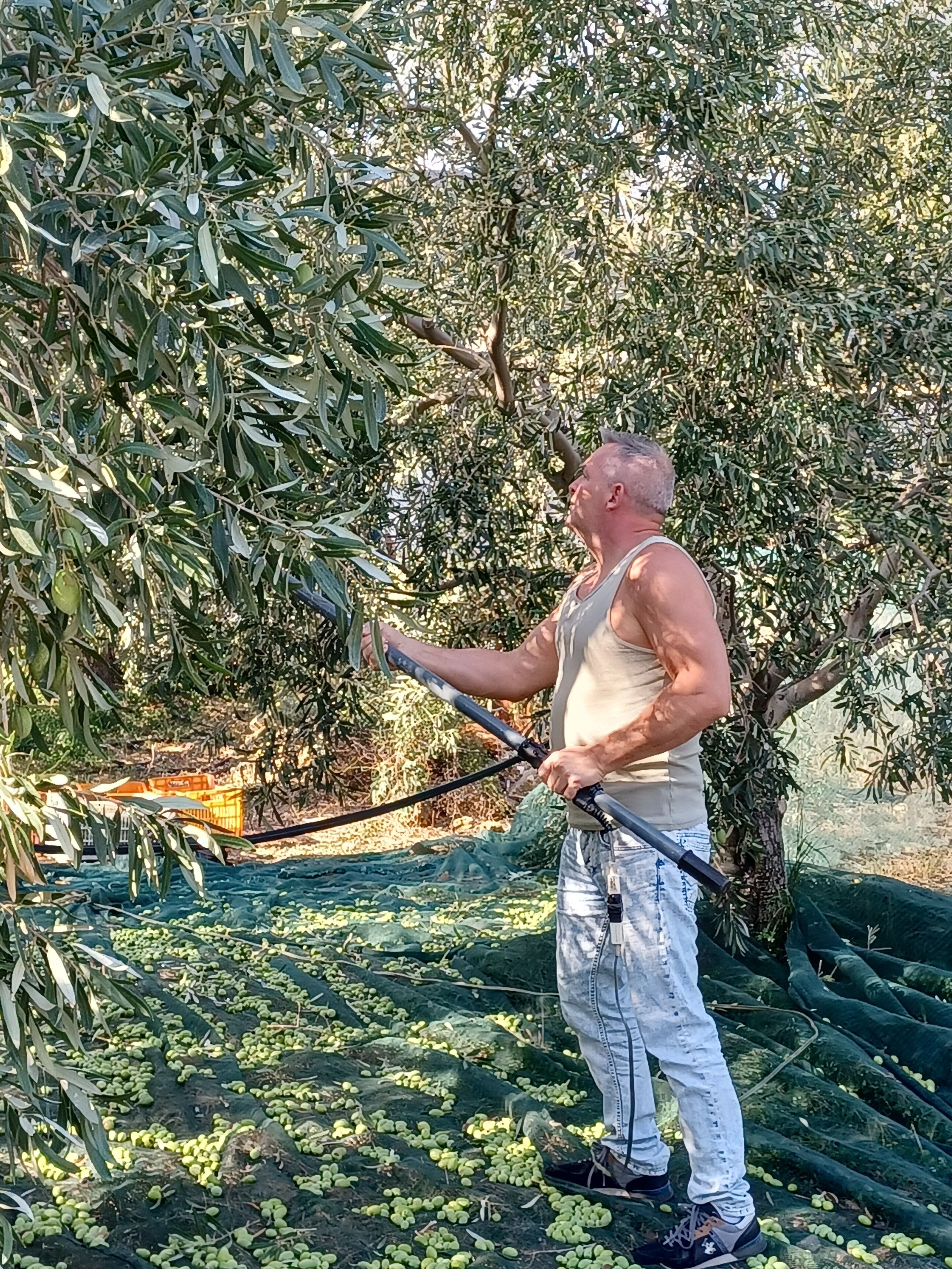 A person harvesting olives from a tree.