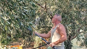 A person harvesting olives from a tree.