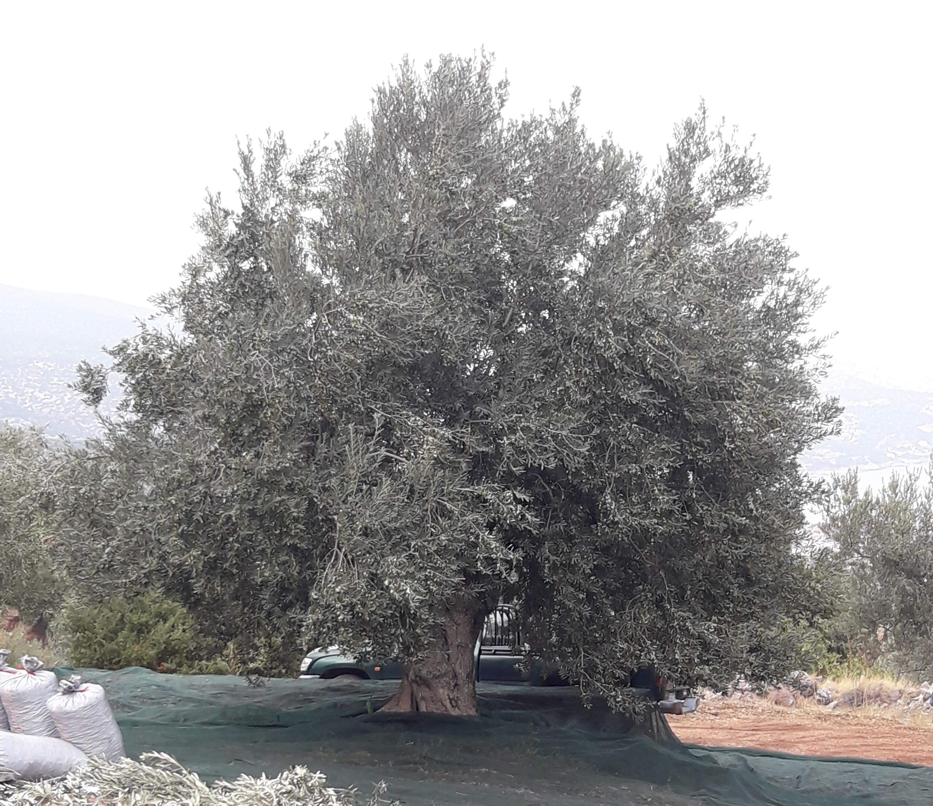 A large olive tree with a thick trunk and dense foliage, surrounded by a green tarp on the ground.