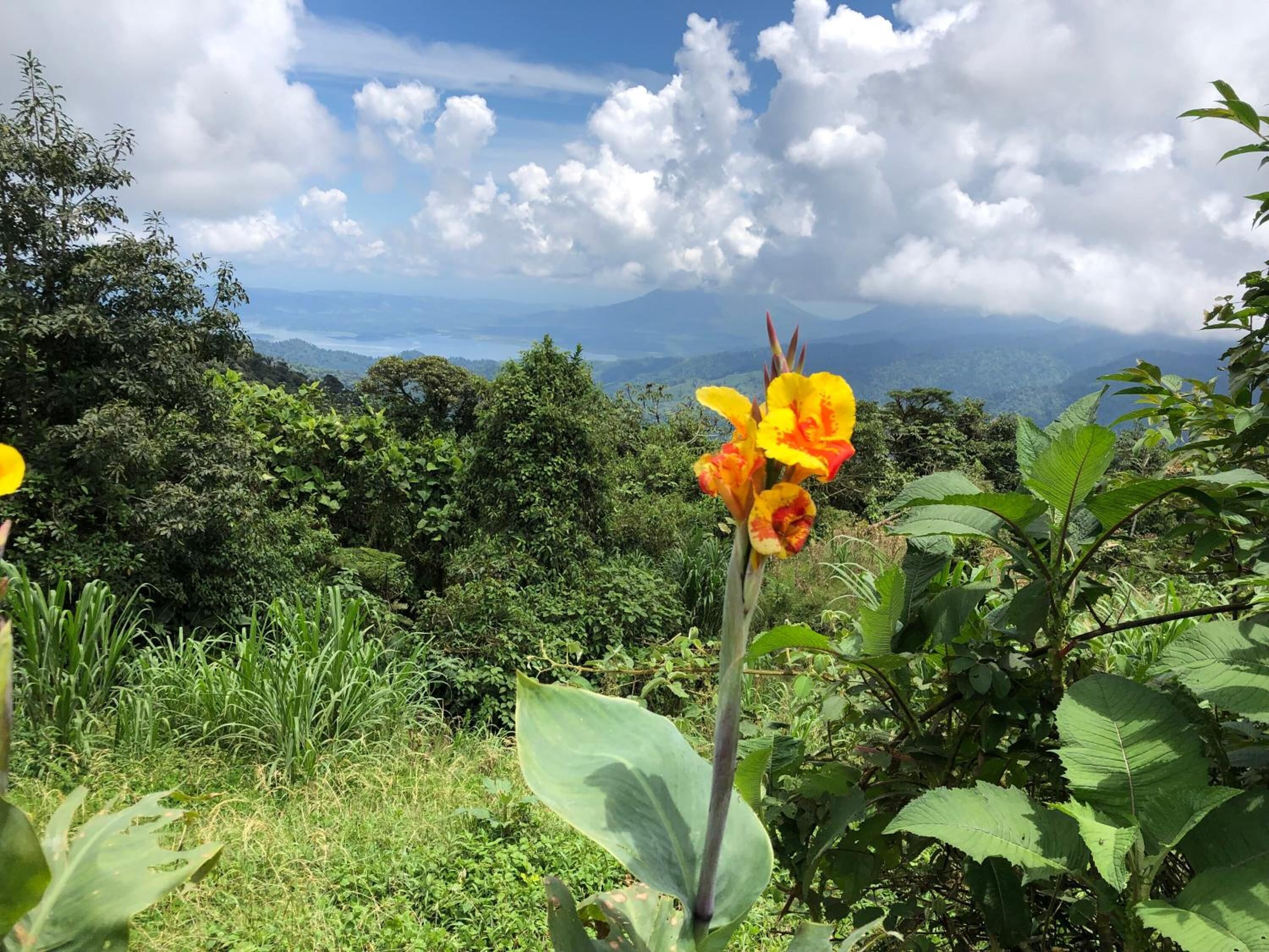 A lush green landscape with a prominent yellow flower in the foreground and a mountainous backdrop.