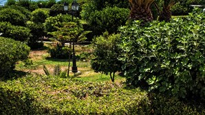 A landscaped garden with a palm tree, various shrubs, and a view of the sea. - Hotel Villaggio Club ALTALIA (Brancaleone)