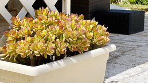 A planter with green and pink succulent plants. - La Maison One B&B (Carovigno)