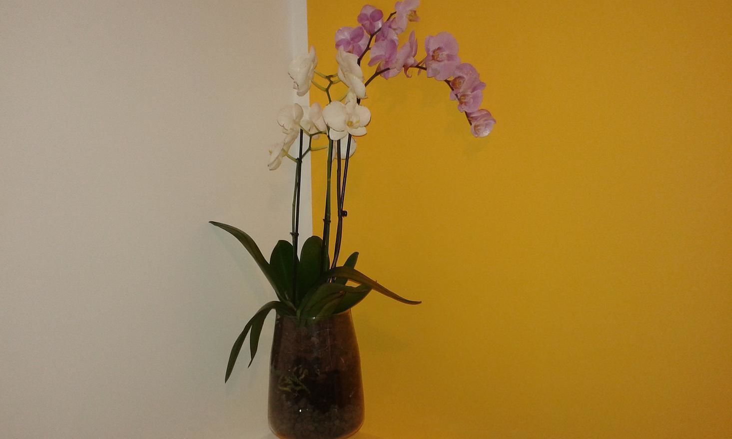 Una orquídea en maceta con flores blancas y rosas sobre un fondo amarillo.