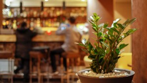 Zona de bar con una planta en maceta al frente.