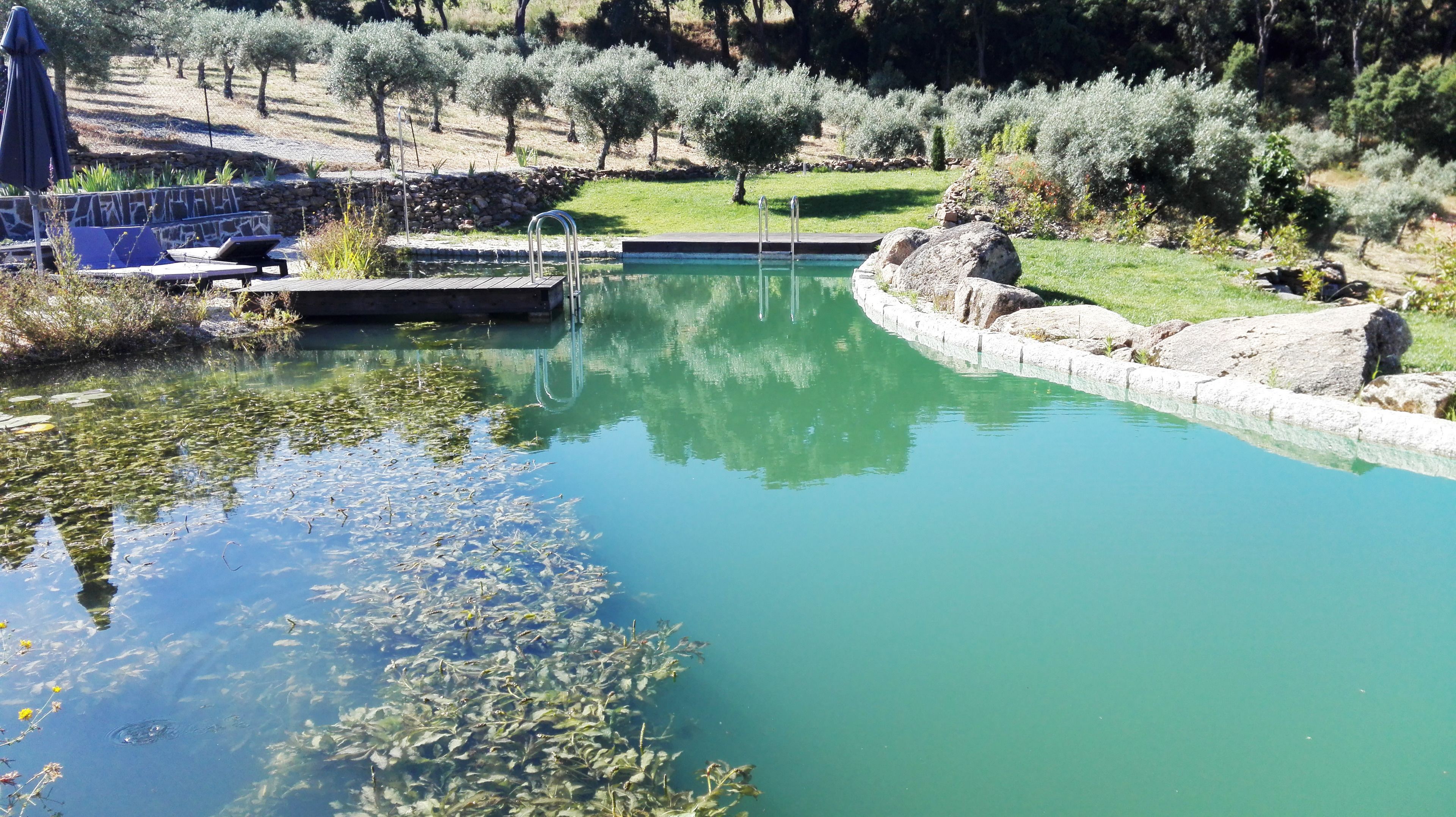 A clear pool with a stone border, surrounded by greenery and trees.