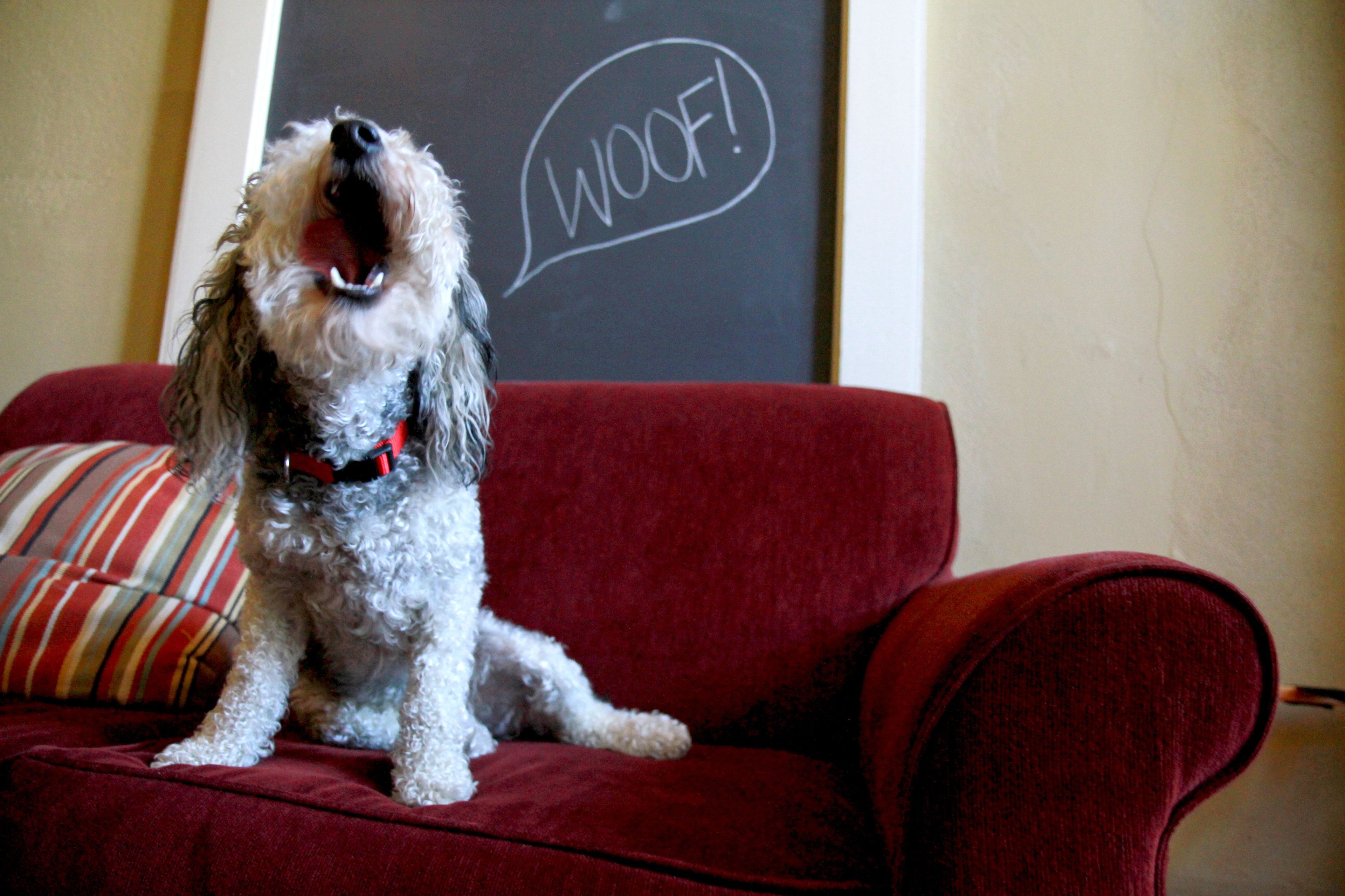 room, 1 queen bed (pet friendly) | living area