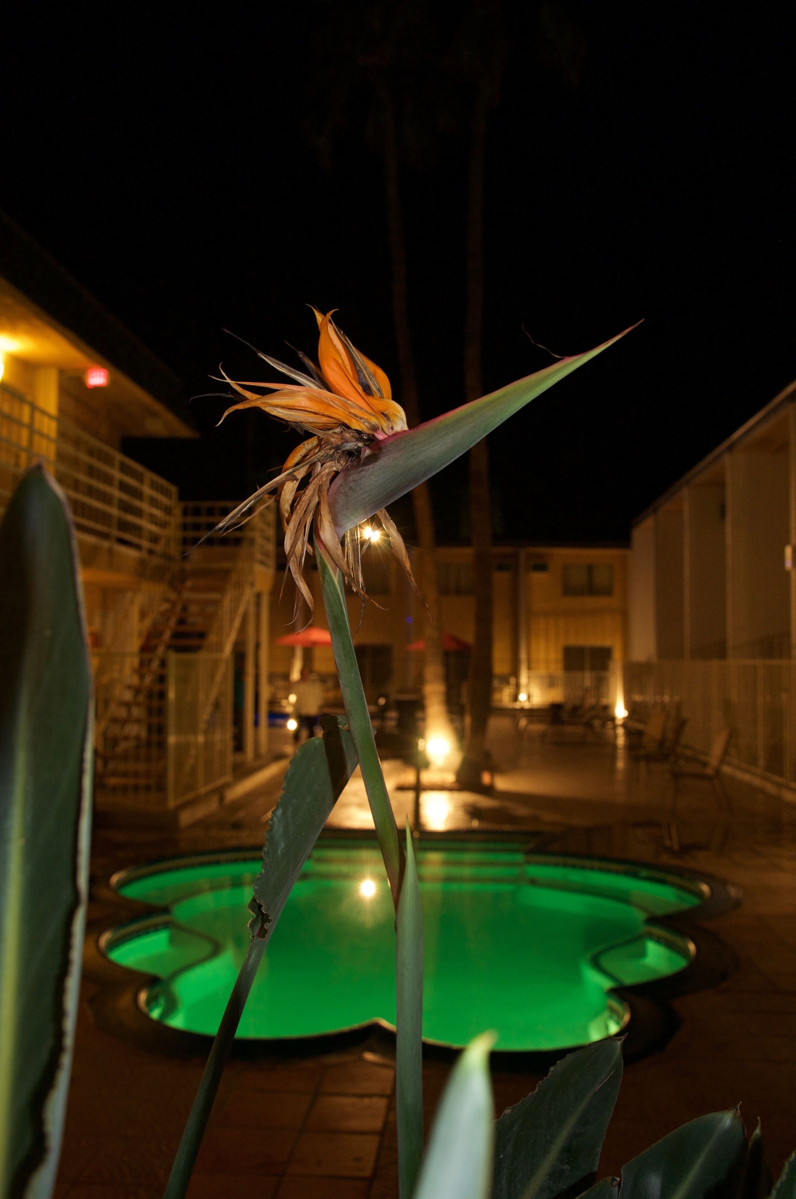 Foto - Delos Reyes Palm Springs