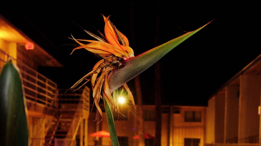 Delos Reyes Palm Springs