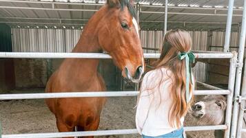 A stable with metal railings and a horse inside.
