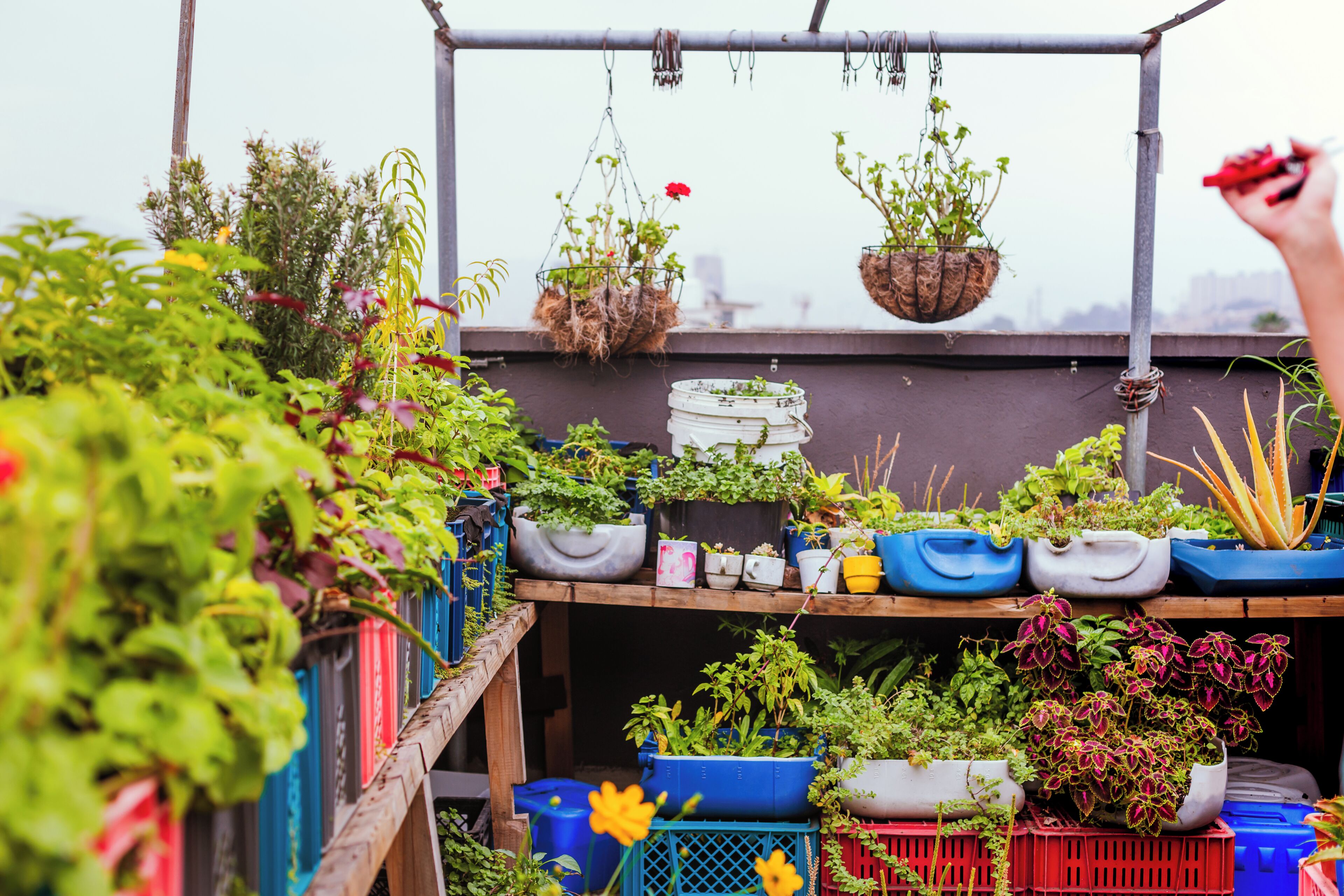 A rooftop garden with various potted plants and hanging planters.