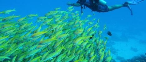 A diver swimming among a school of yellow fish.