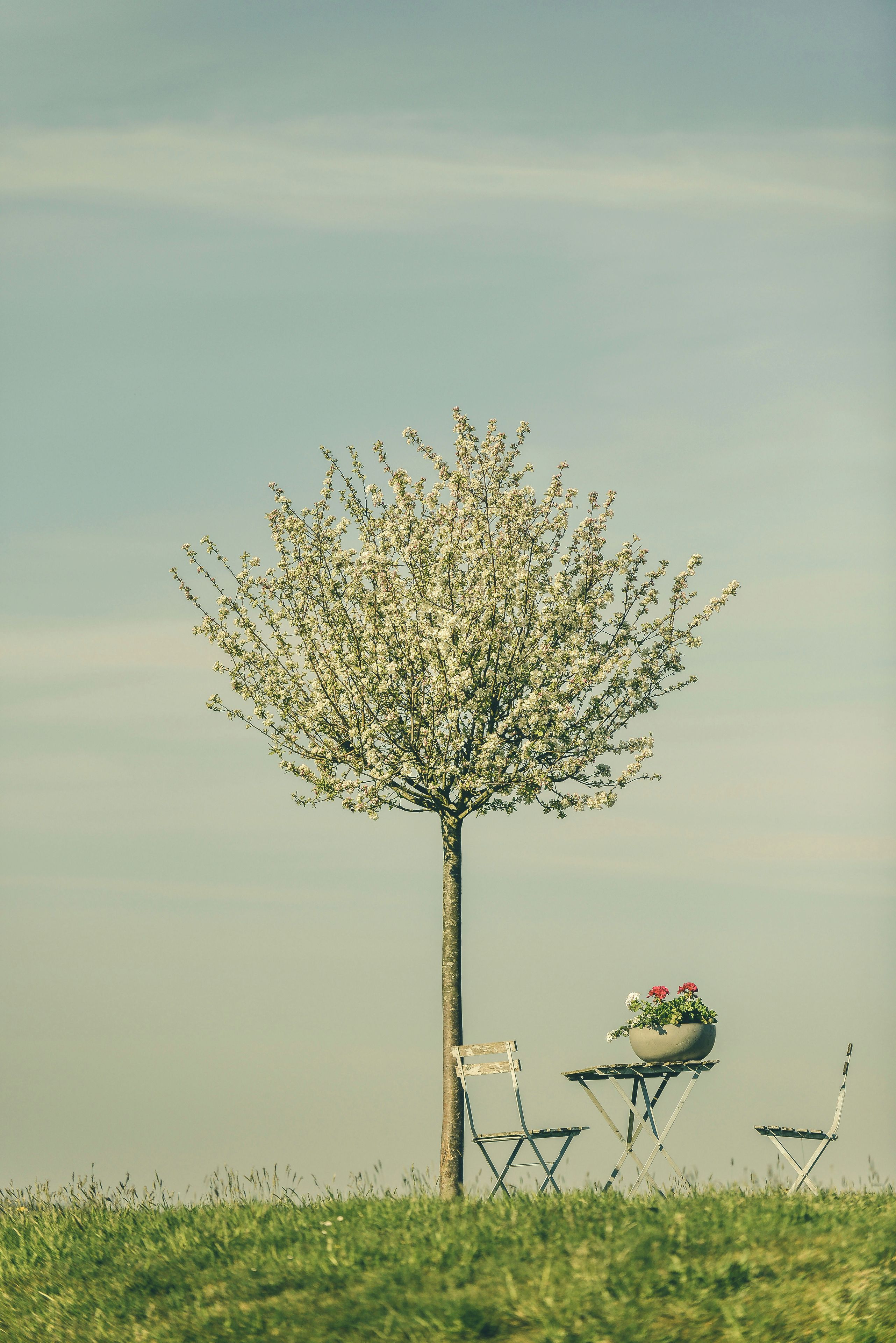 Un árbol con una silla y una mesa con una planta en maceta.
